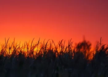 El Niño deve atingir pico em dezembro e pode provocar inflação dos alimentos;