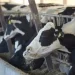 Pecuaristas multiplicam por quatro a produção de leite com capacitação