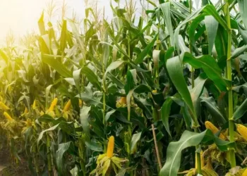 Tecnologia no campo: biotecnologia gerou R＄ 143,5 bilhões de receita adicional para o setor agrícola