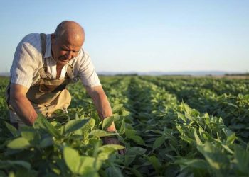 Sebrae e FAO firmam parceria para fortalecer a agricultura familiar no Brasil