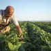 Sebrae e FAO firmam parceria para fortalecer a agricultura familiar no Brasil