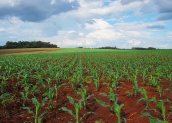 Plantio da safra verão 2023/24 de milho atinge 86,3% no Brasil – SAFRAS