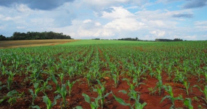 Plantio da safra verão 2023/24 de milho atinge 86,3% no Brasil – SAFRAS