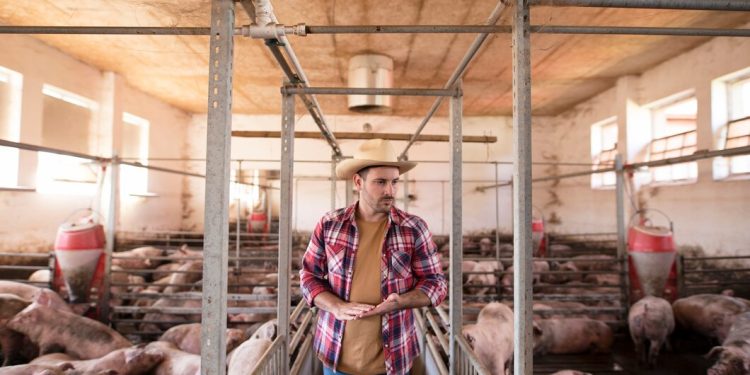 Preço da carne suína aos consumidores aumentou apenas 0,5% nos primeiros nove meses do ano