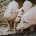 Alta demanda sustenta preços da carne suína