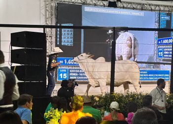 Leilão de gado nelore supera meta na Expoapi