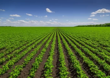 Piauí mantém potencial produtivo na safra de grãos