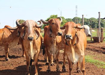 Infecção de ouvido em bovinos da raça gir