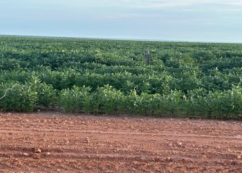 Produtores otimistas com safra de grãos no sul do Piauí