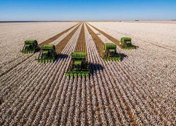 Algodão se beneficia com uso de adjuvantes