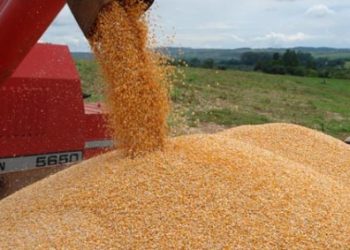O Piauí é um dos principais fornecedores de sementes de soja para o cerrado brasileiro