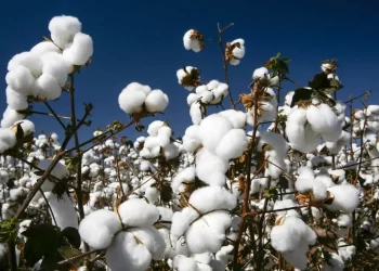 Algodão oscila no mercado