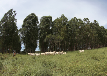 Múltiplas formas de sustentabilidade na agricultura