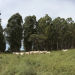 Múltiplas formas de sustentabilidade na agricultura
