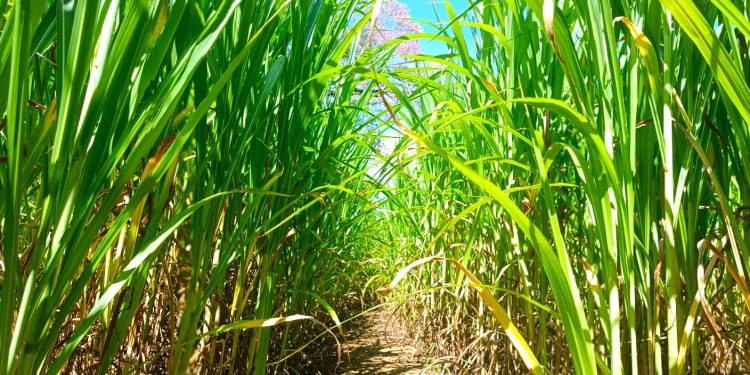 Capiaçu é opção para bovinos no período seco