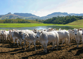 Pecuária brasileira no mercado de colágeno e gelatina