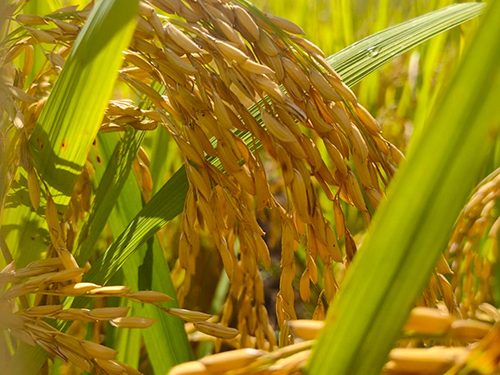 Embrapa lança arroz para terras altas