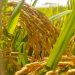 Embrapa lança arroz para terras altas