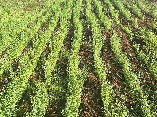 Embrapa testa cultivo de  alfafa no Piauí