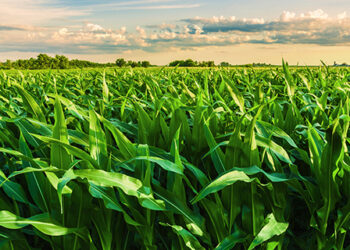 Safra 2024/2025 de milho no Brasil