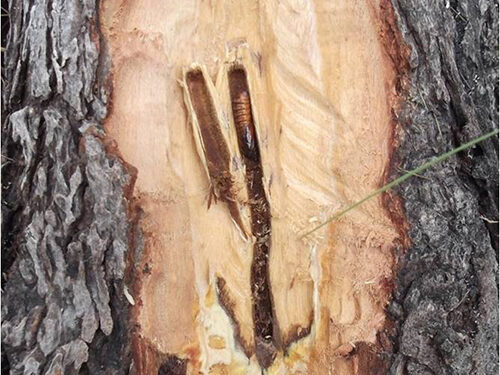 Estudo identifica broca do tronco do piquizeiro