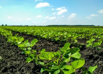 Período chuvoso já preocupa agricultores