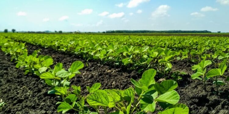 Período chuvoso já preocupa agricultores