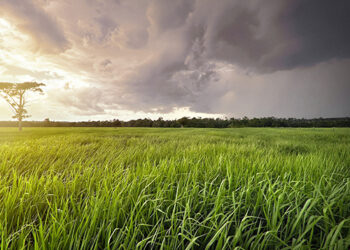 Os pilares para produtividade no manejo de forrageiras