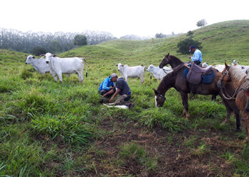 Estação de nascimento na pecuária