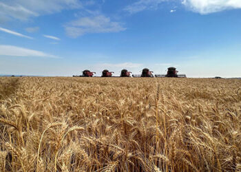 Cresce moagem de trigo no Brasil