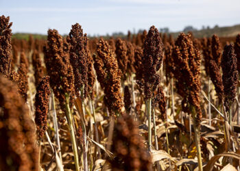 Etanol de sorgo ganha força no Brasil