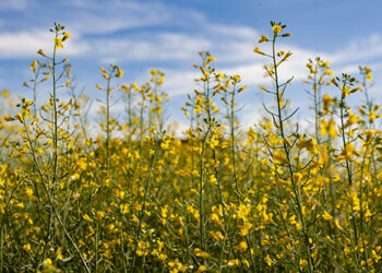 Cultivo de canola pode decolar como biocombustível para aviação
