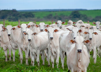 Pecuária terá melhora nos preços