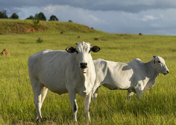 Transformações na pecuária impulsionadas pela tecnologia