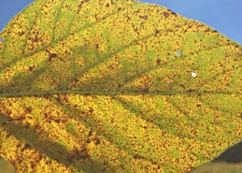 Estudo aponta para aumento de doenças agrícolas