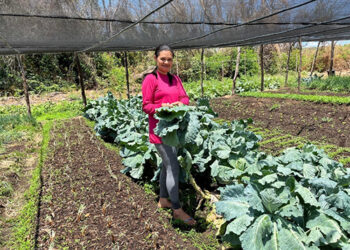 Mulheres lideram financiamentos pelo Agroamigo