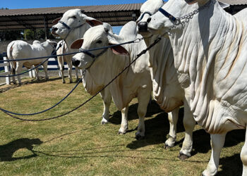 ExpoPiracuruca promete aquecer mercado na pecuária