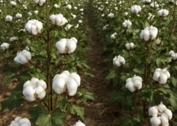 Alta histórica nos preços do algodão