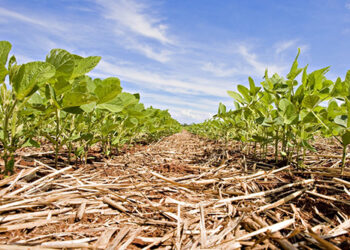 Um século de soja no Brasil
