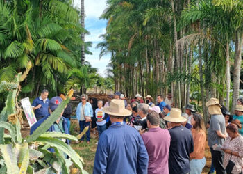 Cultivo de pitaya no Distrito Federal