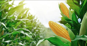 Estiagem compromete safrinha de milho