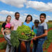 Agricultura familiar em alta