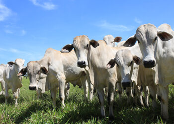 Creep feeding acelera ganho de peso e melhora saúde dos bezerros até a desmama