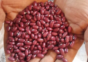 Epamig produz sementes de feijão enriquecidas