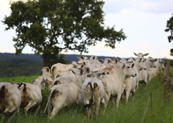 Estação de monta melhora desempenho produtivo na pecuária