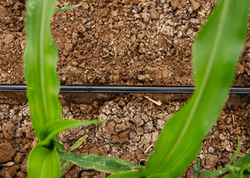 Irrigação ajuda na redução de emissão de gases de efeito estufa