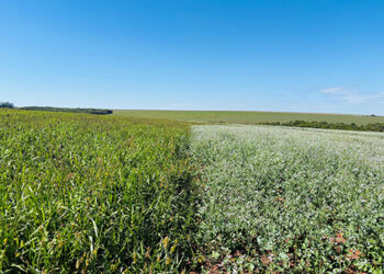 Mix de plantas é ferramenta para agricultura sustentável