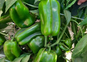 Pimentão mantém relevância no Brasil