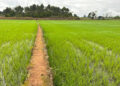 Safra de arroz 2025/2026 gera incertezas na cadeia produtiva