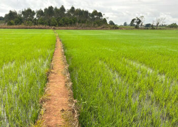 Safra de arroz 2025/2026 gera incertezas na cadeia produtiva